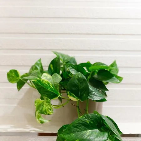 La De Silvan Tella (Aragon)