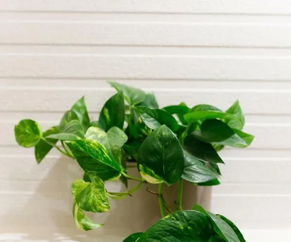 La De Silvan Tella (Aragon)